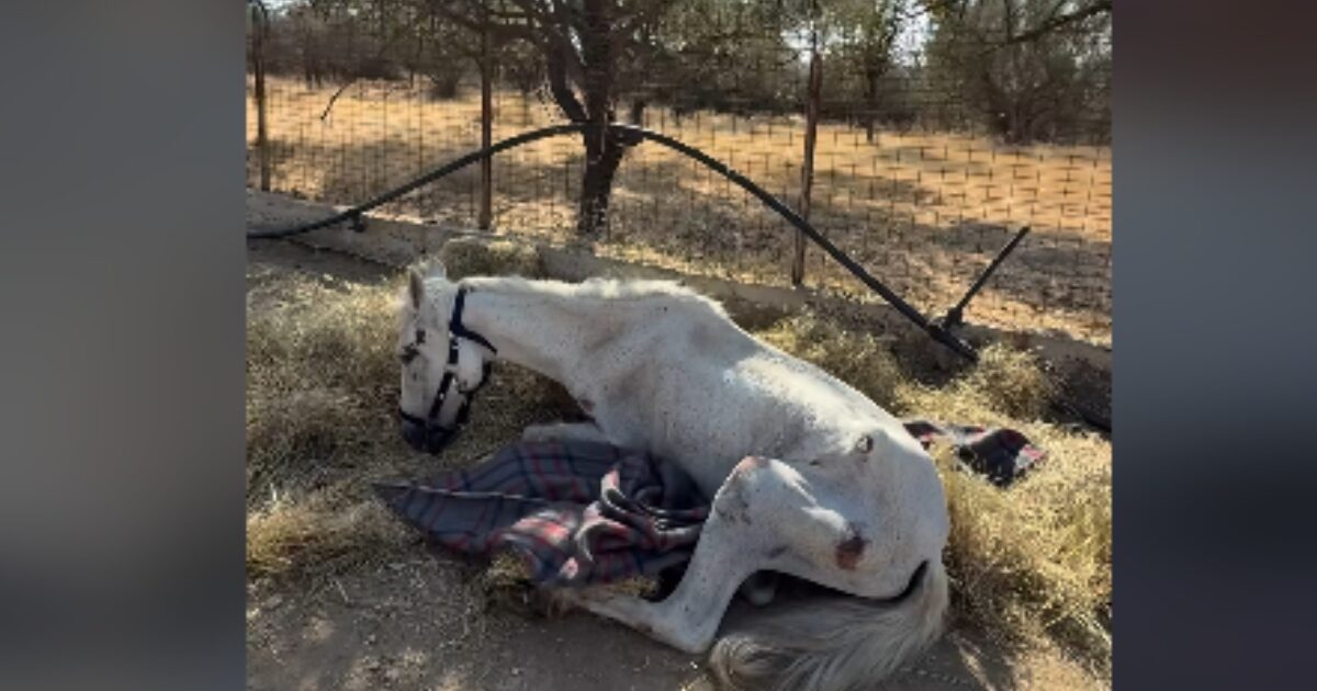 The gross story of the horse’s “Marianthi” who remained helpless in Edipsos for weeks