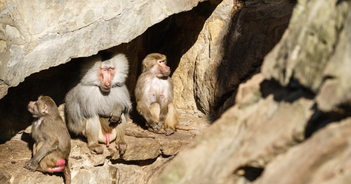 Zoo staff in Germany decided to kill 12 healthy baboons and throw them into the lions