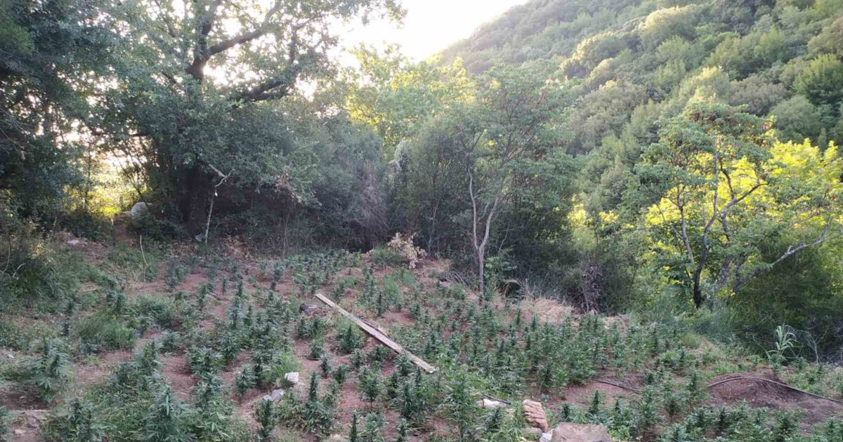 Sparta: Cannabis plantations and 2,250 saplings were found in a rough area – Four arrests