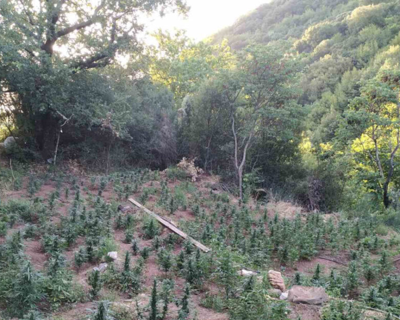 Σπάρτη: Εντοπίστηκαν φυτείες κάνναβης και 2.250 δενδρύλλια σε δύσβατη περιοχή – Τέσσερις συλλήψεις