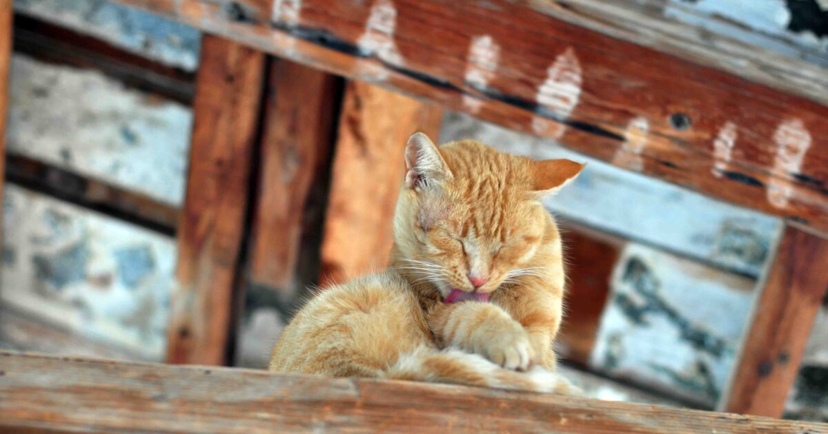 Global Network of Cat Tracting with Juvenile Participation reveals BBC survey