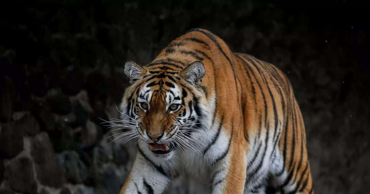 Tiger swallowed a 36 -year -old employee in a zoo – the wild animal came out of his cage