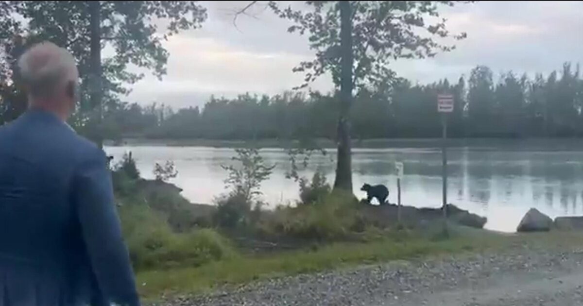Video by Russian envoy, Kiril Dmitryv watching bear in Alaska before the Trump – Putin meeting