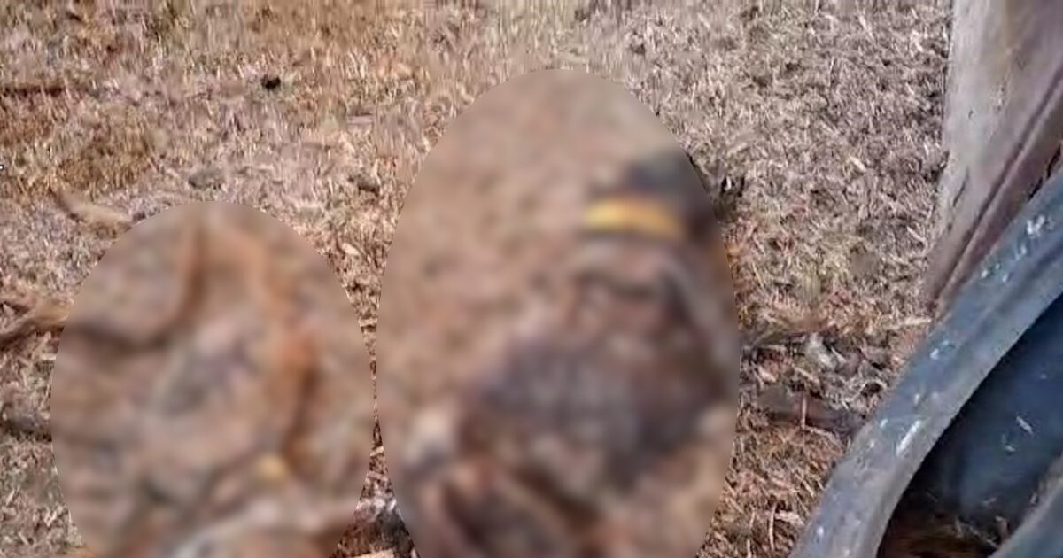 Horror in Spain: Dead 32 dogs on farm – they were left without food and water