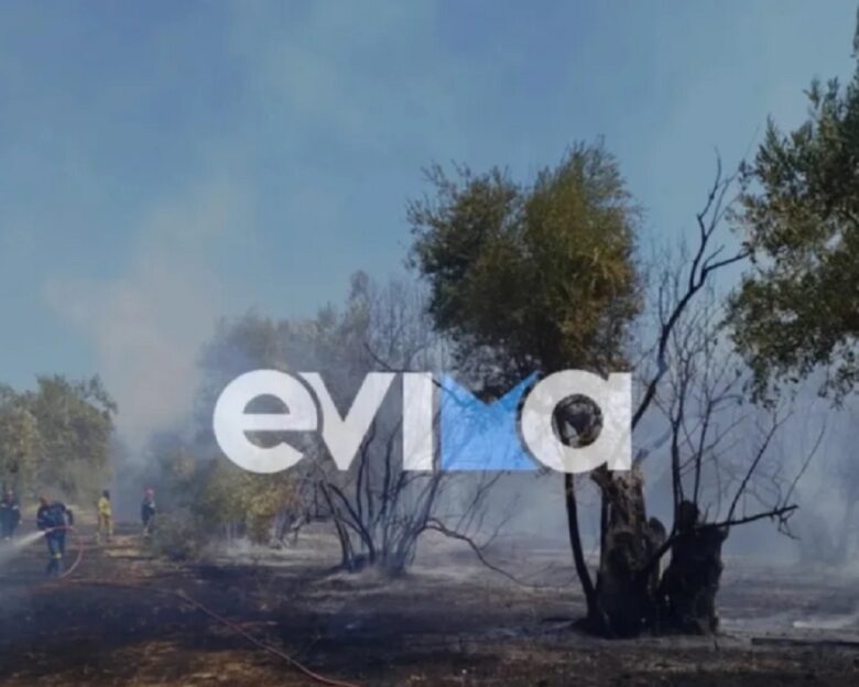 Βόρεια Εύβοια: Φωτιά σε αγροτική έκταση με ελιές στα Κανατάδικα – Τραυματίστηκε ένας άνθρωπος