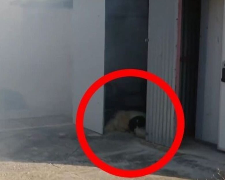 Φωτιά στην Κερατέα: Σκυλάκι εγκλωβισμένο στις φλόγες – Συγκλονιστική προσπάθεια διάσωσης