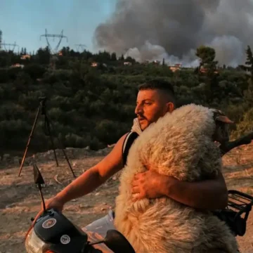 Πρόβατο