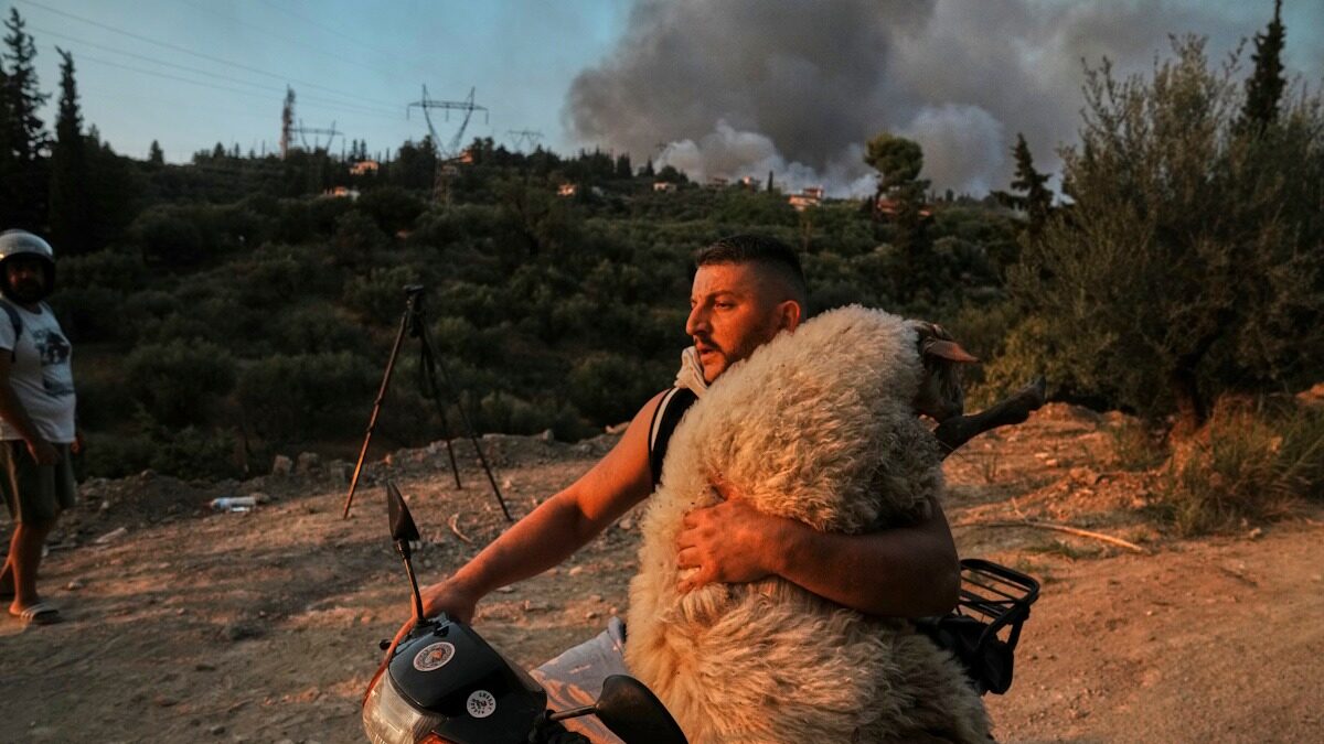 Πρόβατο
