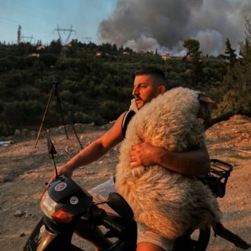 Πρόβατο