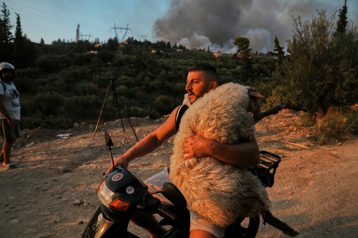 Πρόβατο