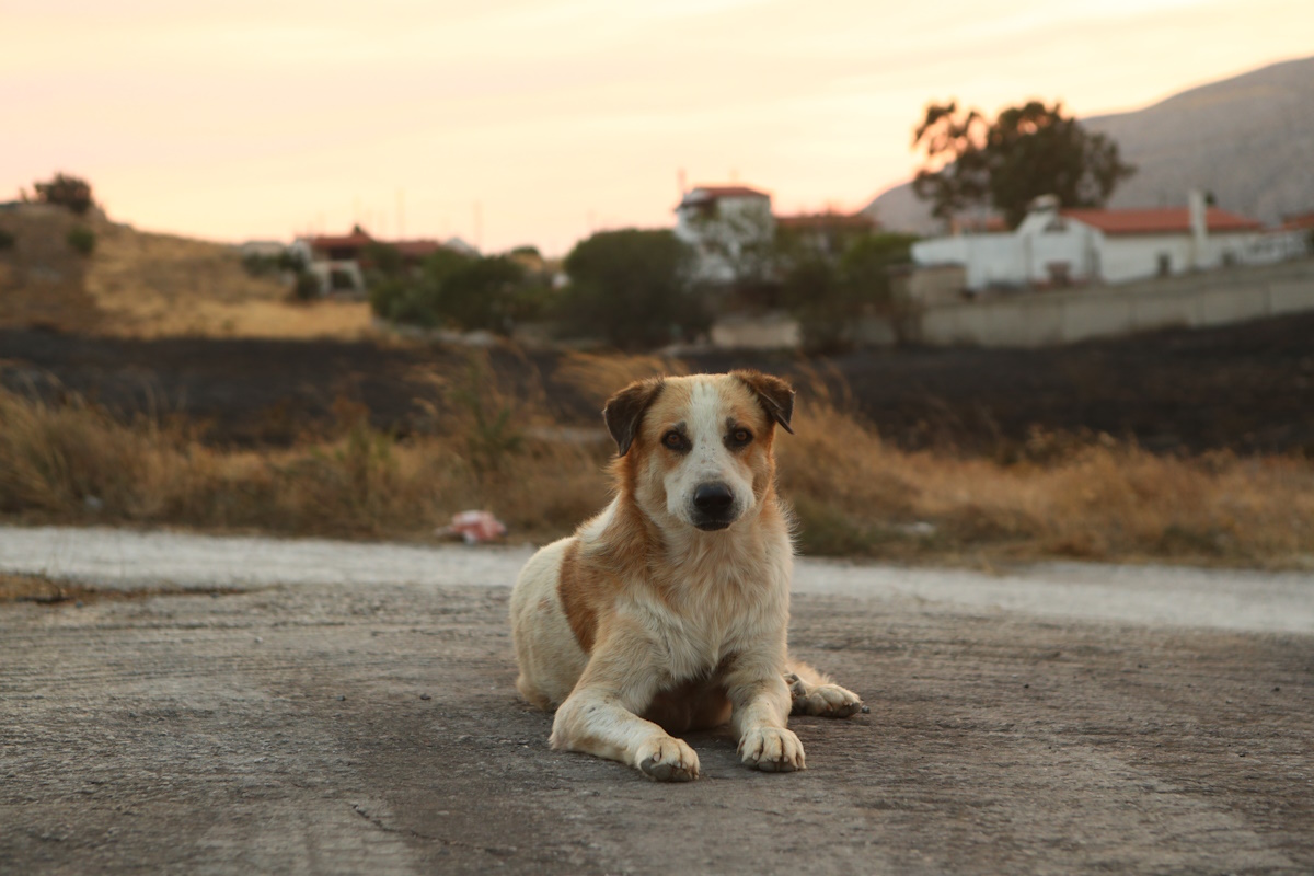 Dog