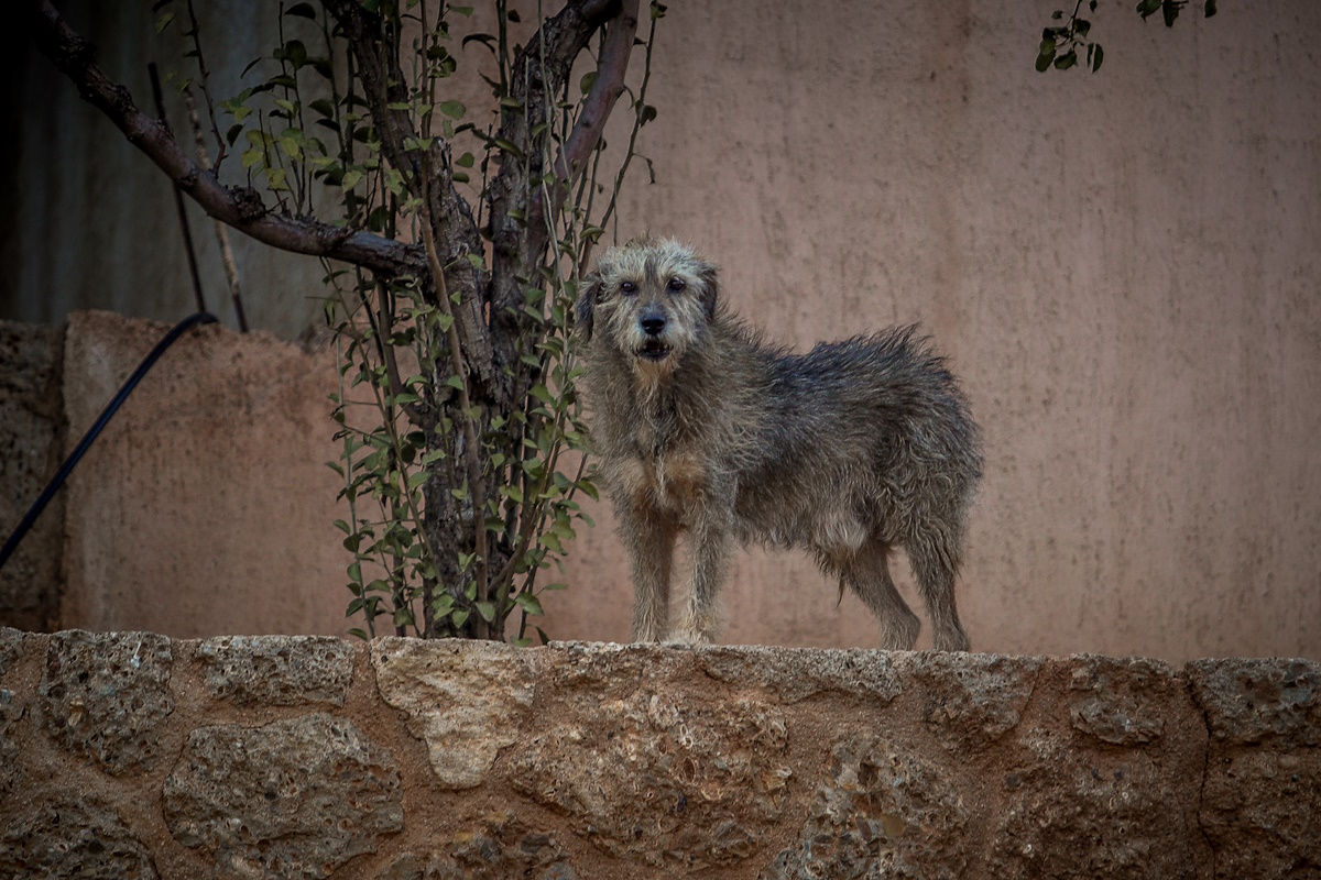 Dog
