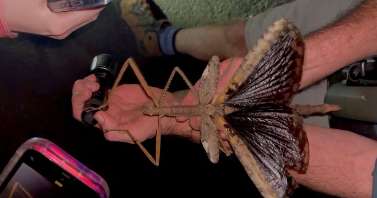 Australia: Scientists discovered 40cm “mammoth” insect – it is also heavier than the “rhinoceros” cockroach