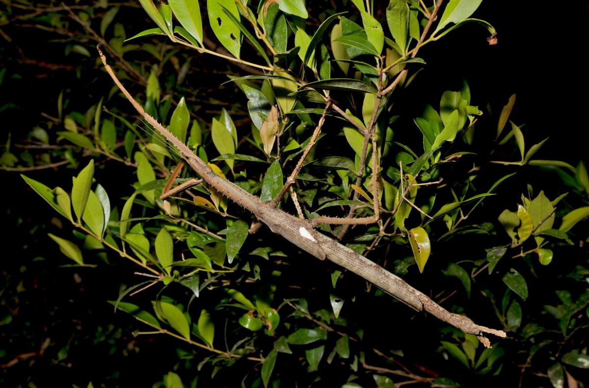 The new insect looks like a winged stick