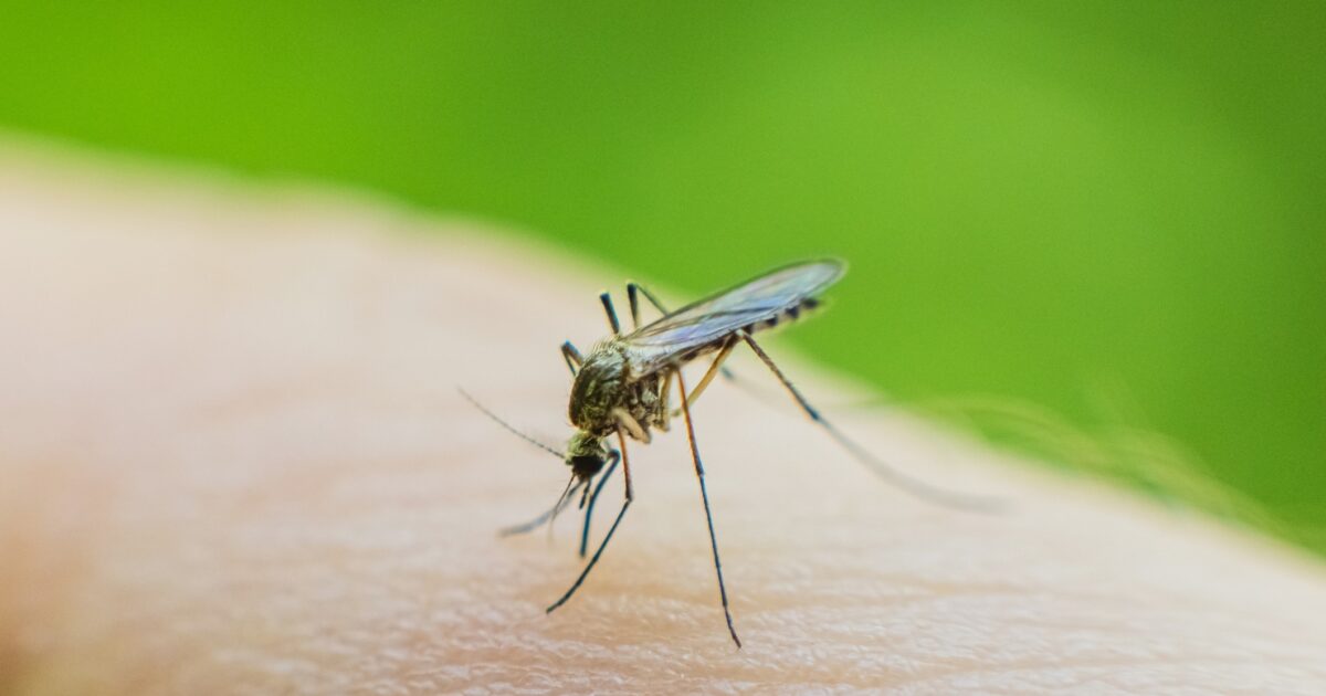 West Nile virus: 2 dead and a total of 47 cases in our country – which municipalities are threatened most