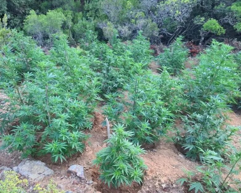 Βίντεο ντοκουμέντο από την καταδίωξη 28χρονου στα Χανιά για καλλιέργεια κάνναβης – Πάνω από 250.000 ευρώ η λεία