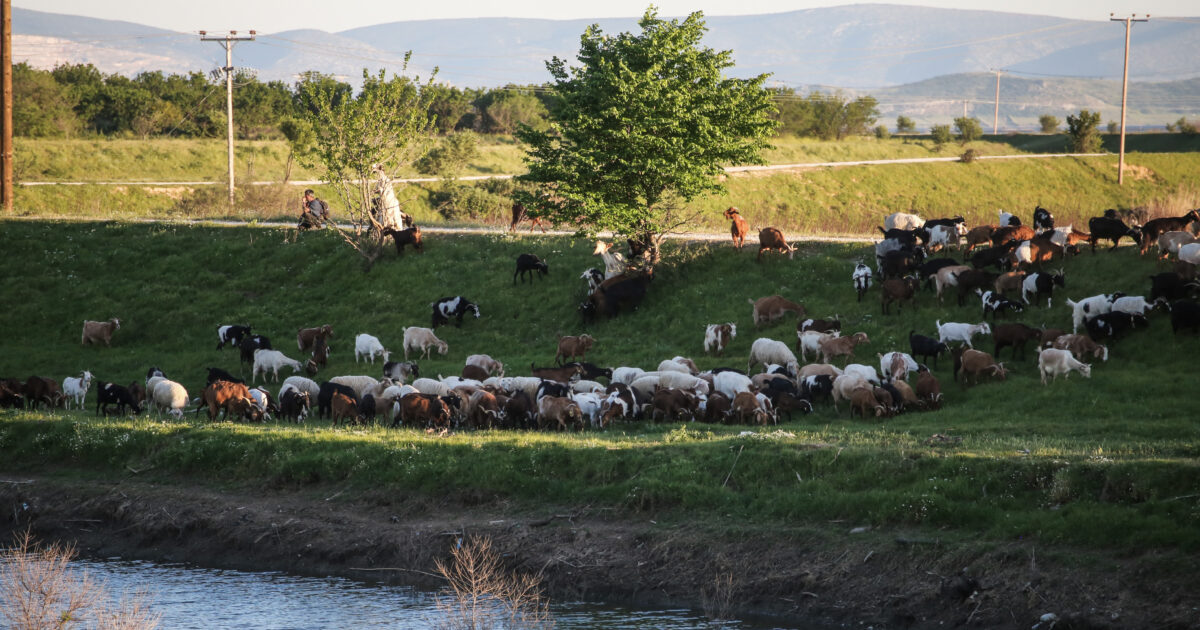 Support of EUR 63 million to breeders due to incarceration and zoos, up to 14 euros per animal