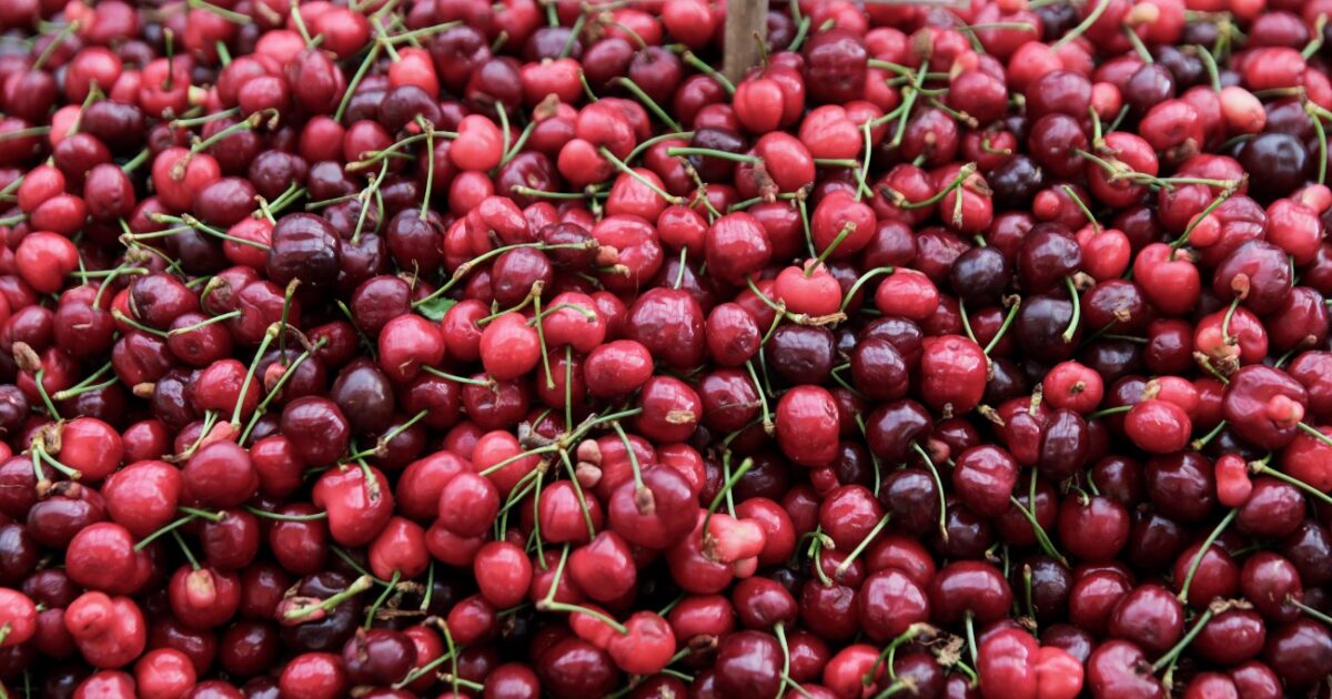 Cherries: The delicious fruit that shields the heart and improves sleep
