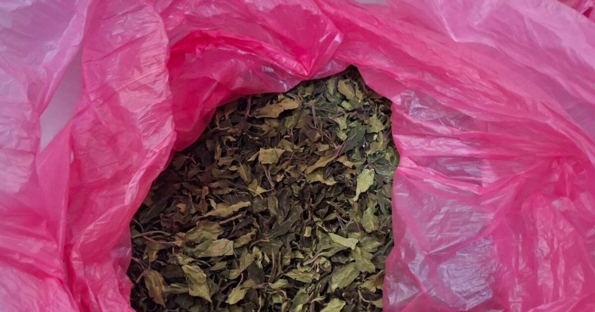 Half a ton of natural coca was identified by AADE at El. Venizelos – they had been declared as curtains