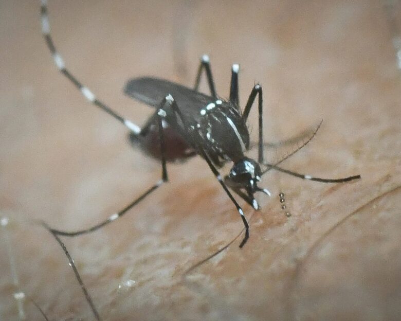 Ραγδαία εξάπλωση του ιού chikungunya στην Ευρώπη – Συναγερμός σε Γαλλία και Ιταλία
