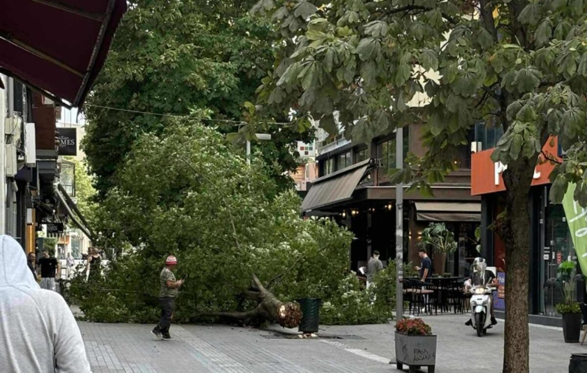 Πεσμένο δέντρο
