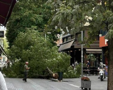 Πεσμένο δέντρο