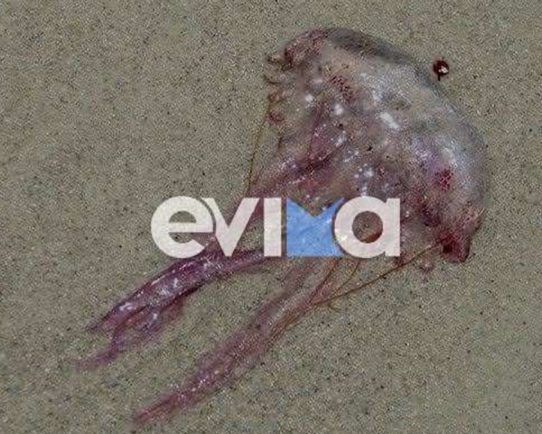 Γεμάτες μωβ μέδουσες οι παραλίες της Εύβοιας – Ανησυχούν οι κολυμβητές