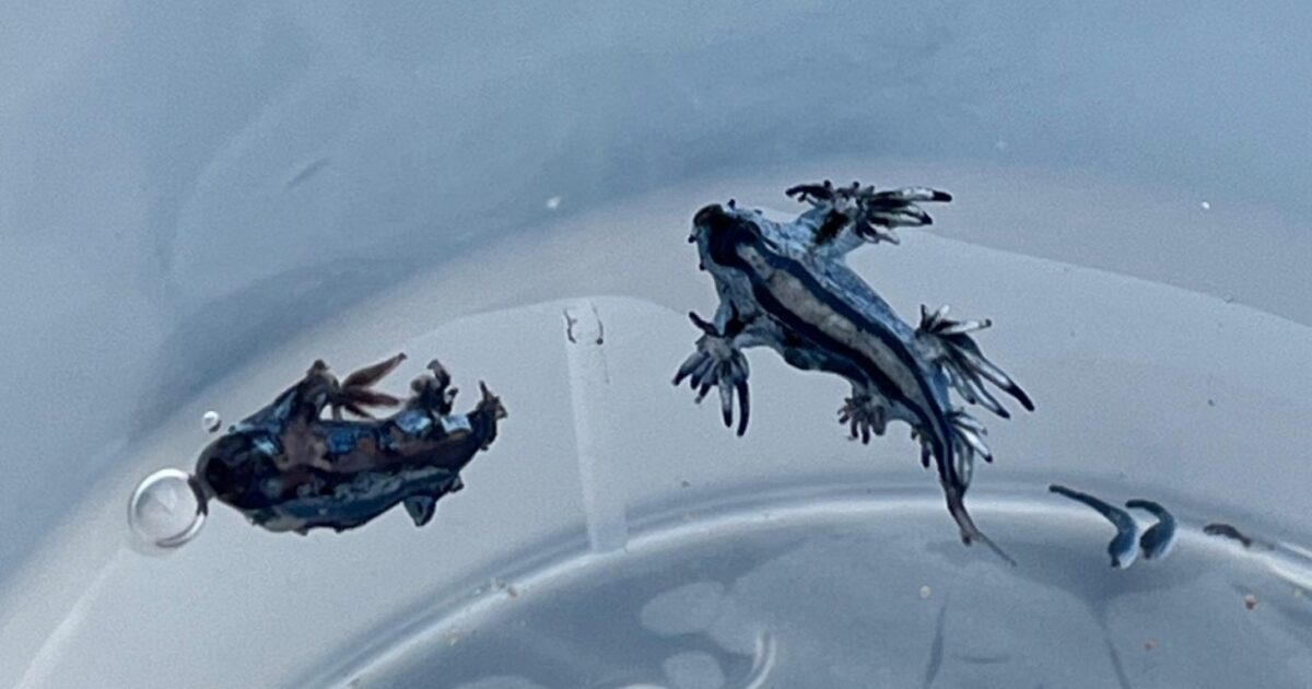 Spain: “Blue Dragons” with the deadly sting appeared on beach – closed many kilometers of coastline