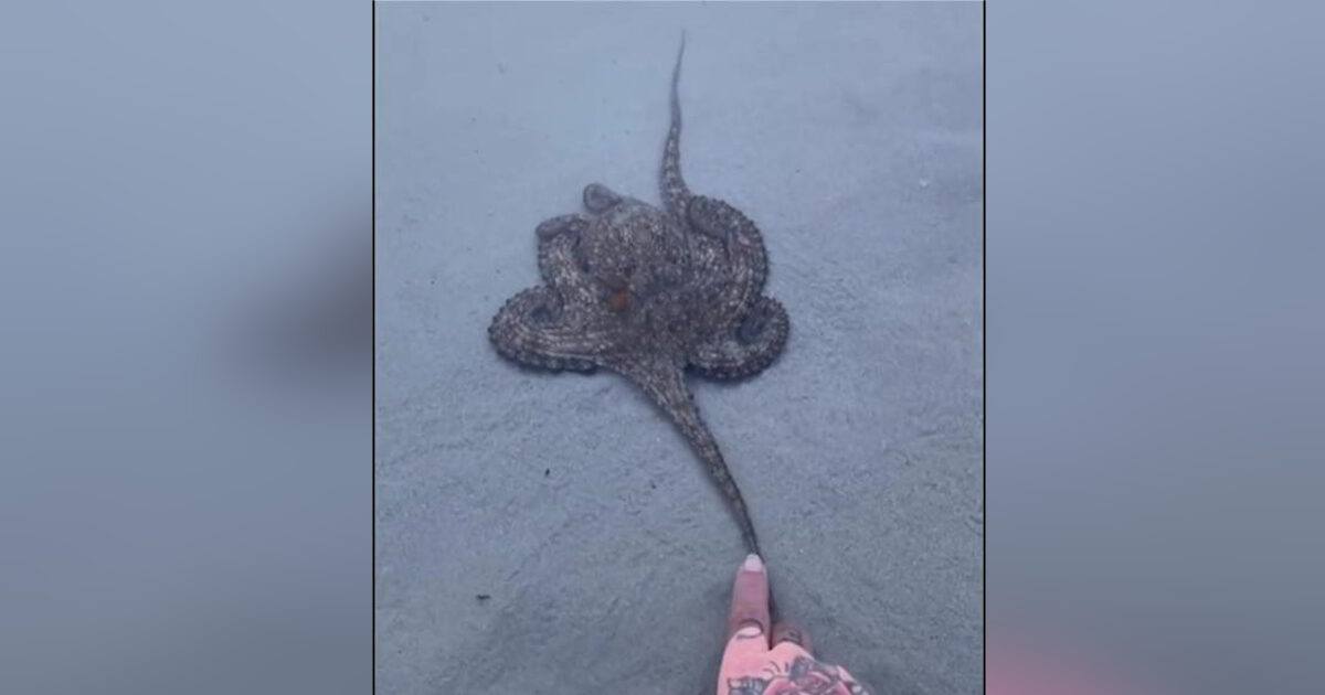 South Africa: The moving octopus video that “thanks” a family that saved it