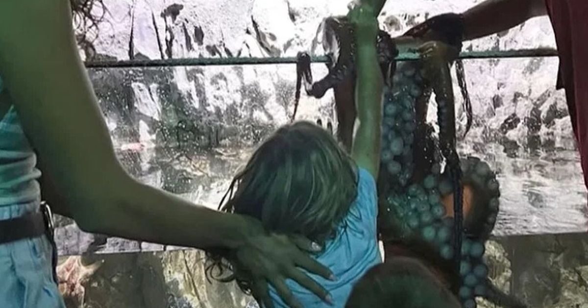 Texas: Octopus attacked 6 -year -old in aquarium – filled bruises his hand