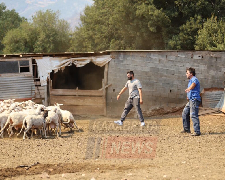 Οι αγωνιώδεις στιγμές των κτηνοτρόφων να σώσουν τα κοπάδια τους από τη μεγάλη φωτιά στα Καλάβρυτα – 10 συγκλονιστικά «κλικ»