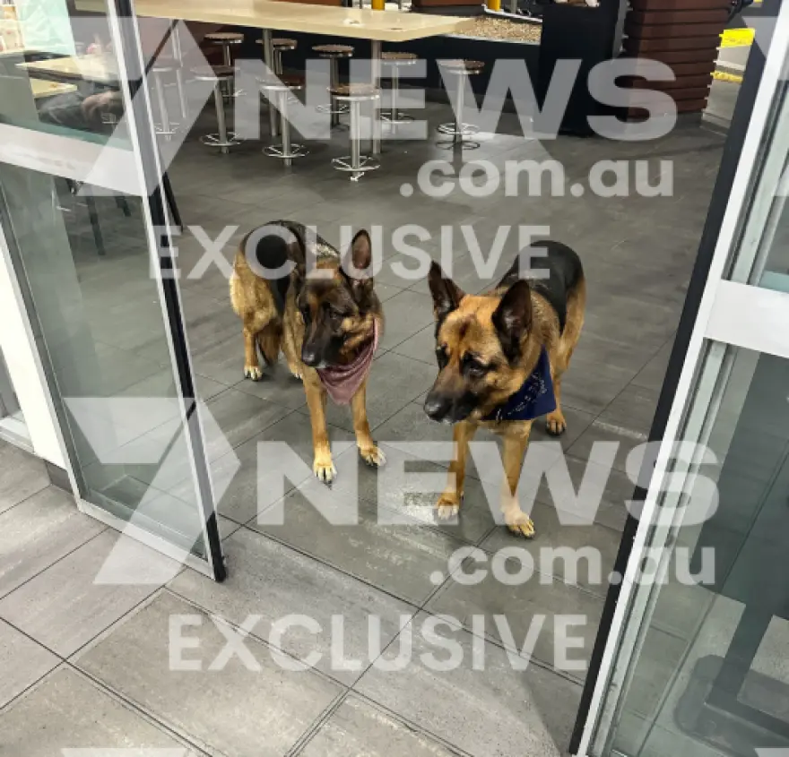 The dogs of the perpetrator