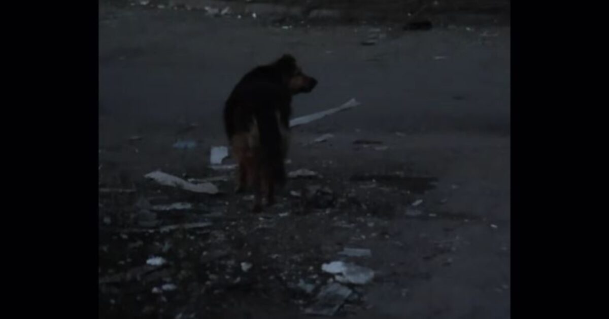 Ukraine: The story of the dog who was looking for the wreckage of her dead owner “cracks hearts”