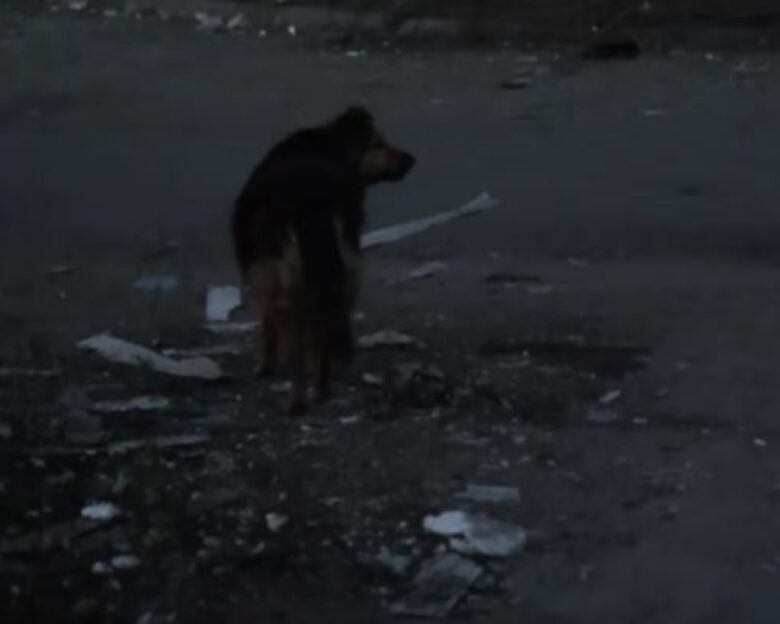 Ουκρανία: Η ιστορία της σκυλίτσας που έψαχνε στα συντρίμμια τον νεκρό της ιδιοκτήτη «ραγίζει καρδιές»
