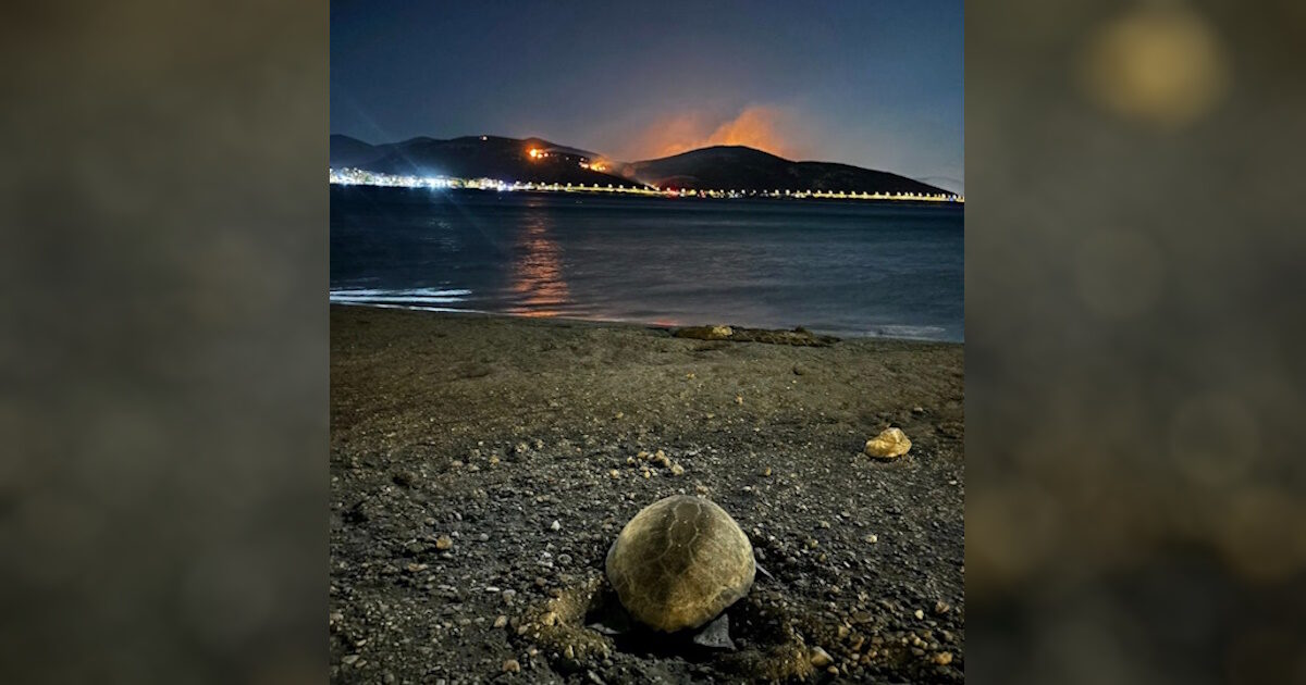 Caretta Careta Turtle Born on Anavyssos Beach while Keratea was burning: moving photos