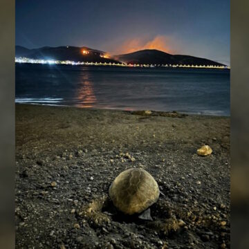 Χελώνα