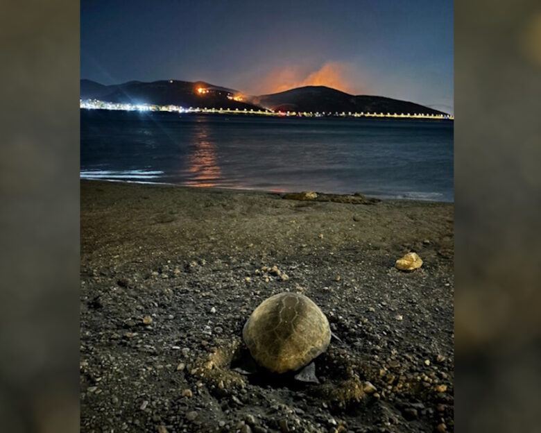 Χελώνα καρέτα καρέτα γέννησε σε παραλία της Αναβύσσου ενώ καιγόταν η Κερατέα: Συγκινητικές φωτογραφίες