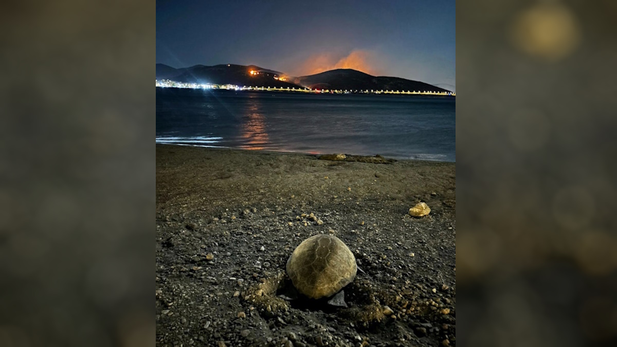 Χελώνα