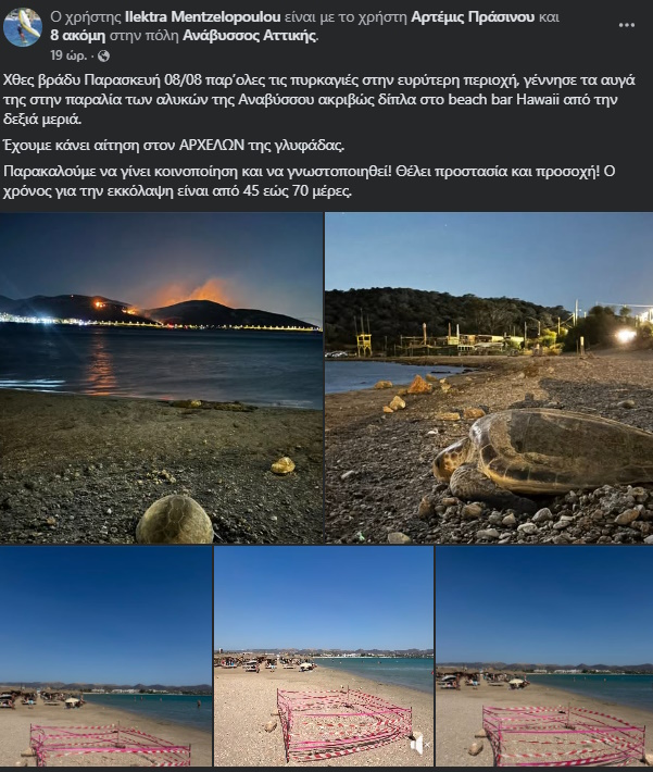 Χελώνα