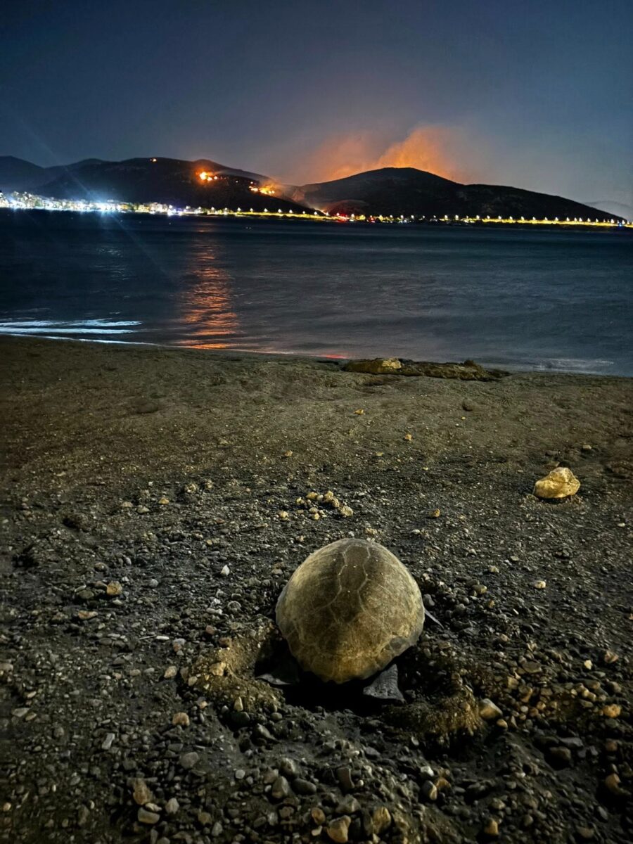 Χελώνα
