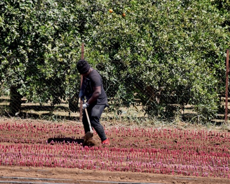 «Καμπάνα» σε φορέα πιστοποίησης βιολογικών προϊόντων: 6μηνη αναστολή για μη τήρηση των κανονισμών