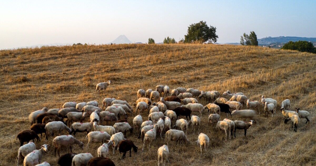 Sheep and goats: over 350m euros in losses in 14 months – where new cases are found