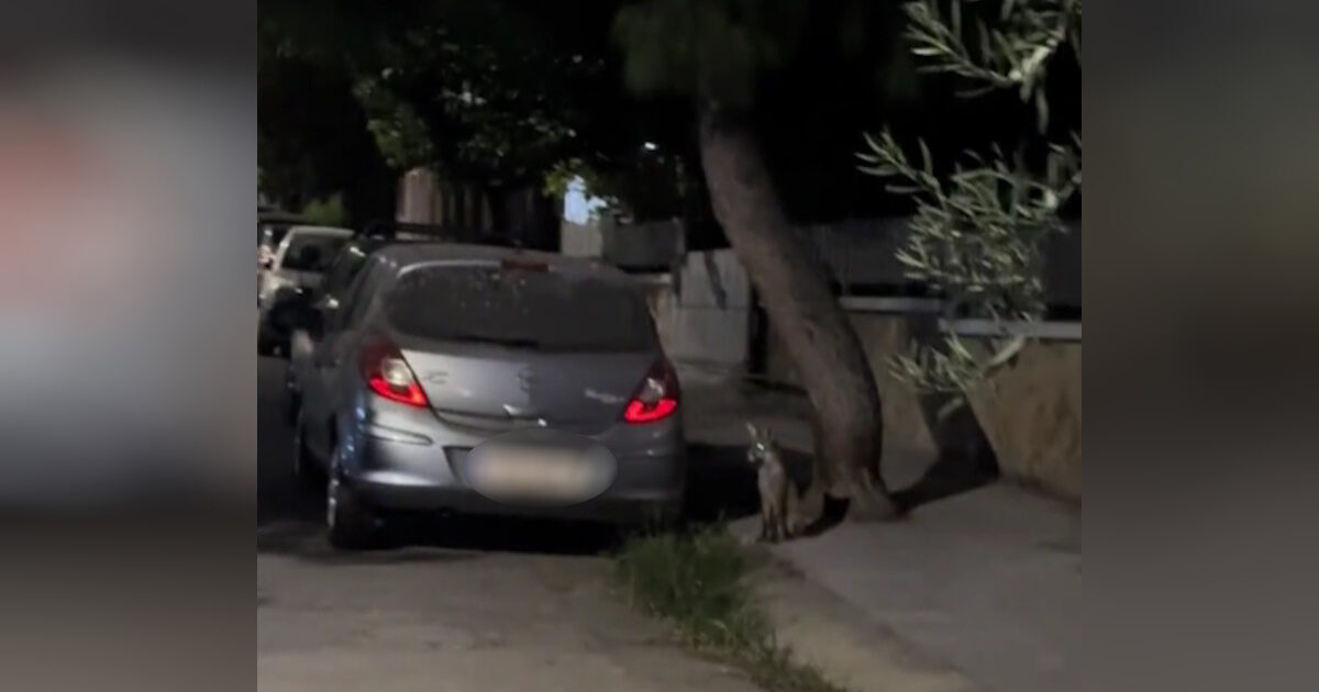 Foxes went out in a neighborhood in Aigaleo – Watch video