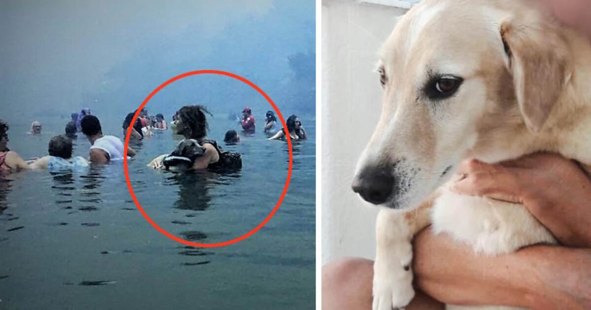 Eye: Army died, the dog who, along with his guardian, became a symbol of tragedy