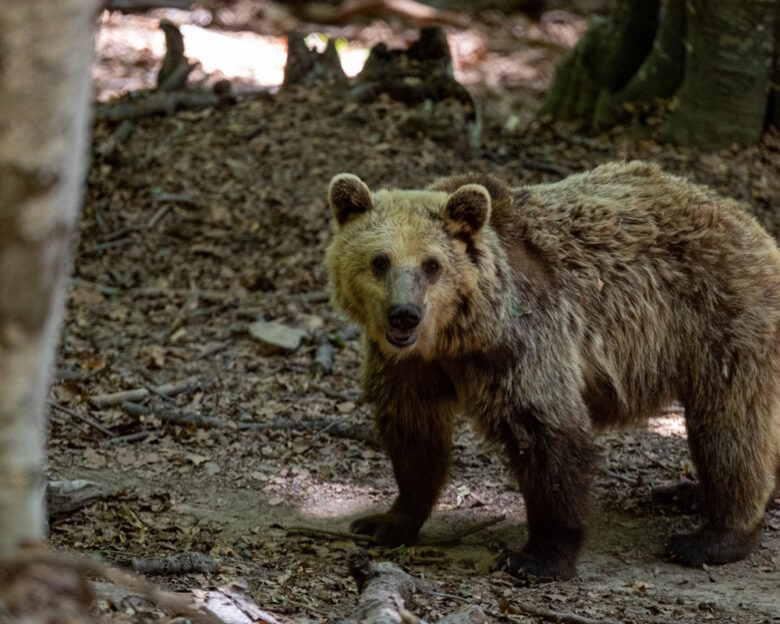 «Fat Bear Week»: Ξεκινάει ο viral διαγωνισμός της «πιο χοντρής αρκούδας» της Αλάσκας – Πώς μπορείτε να συμμετάσχετε