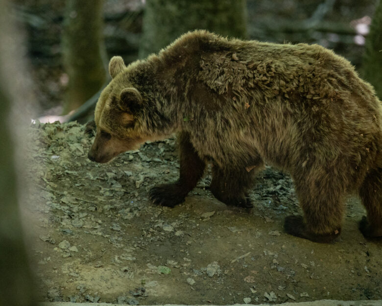 Αρκούδα επιτέθηκε σε ηλικιωμένο στη Δόλιανη Ζαγορίου – Νοσηλεύεται στο νοσοκομείο Ιωαννίνων