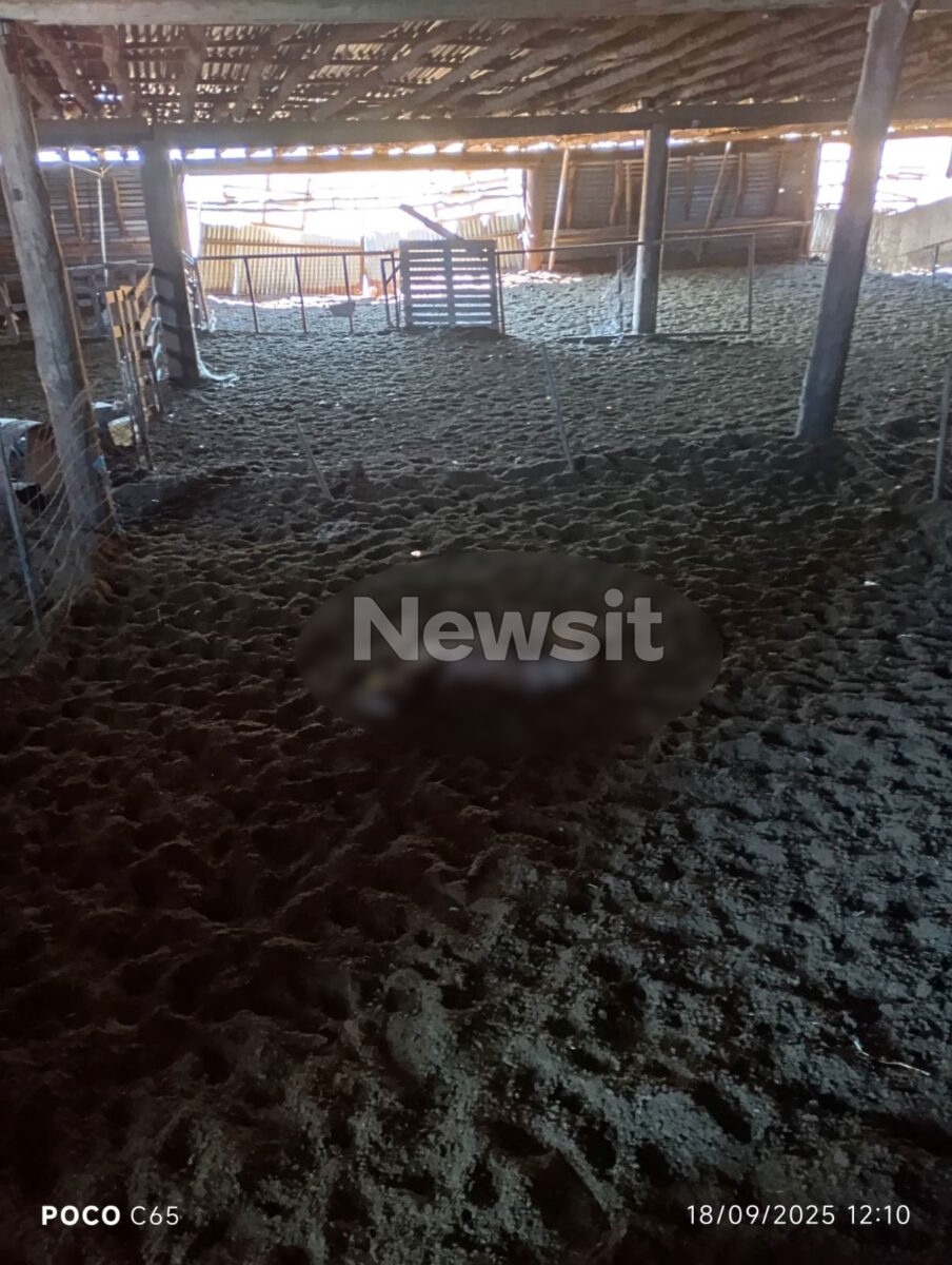 Επίθεση αρκούδας σε κτηνοτροφική μονάδα στο Αμύνταιο