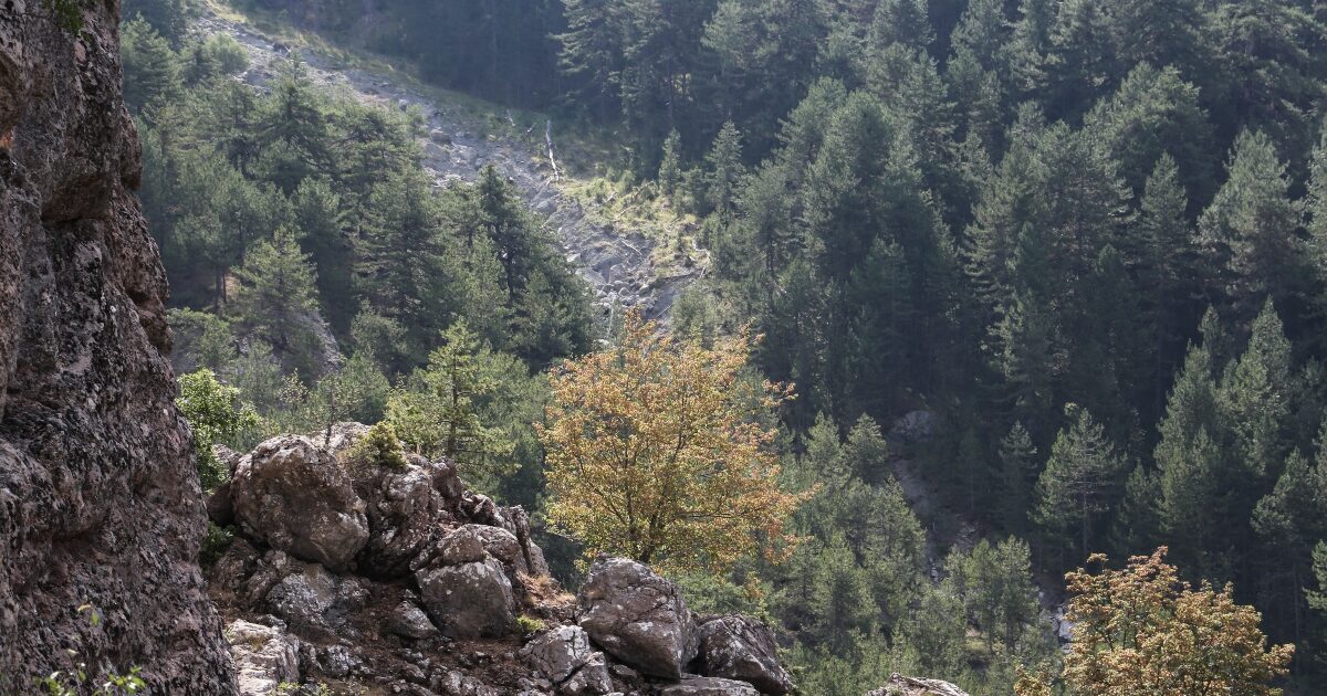 Tragic end to the elderly search in Ioannina – found dead in forest