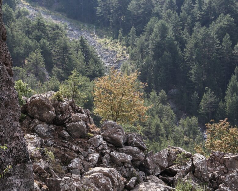 Τραγικό τέλος στην αναζήτηση ηλικιωμένου στα Ιωάννινα – Βρέθηκε νεκρός σε δάσος