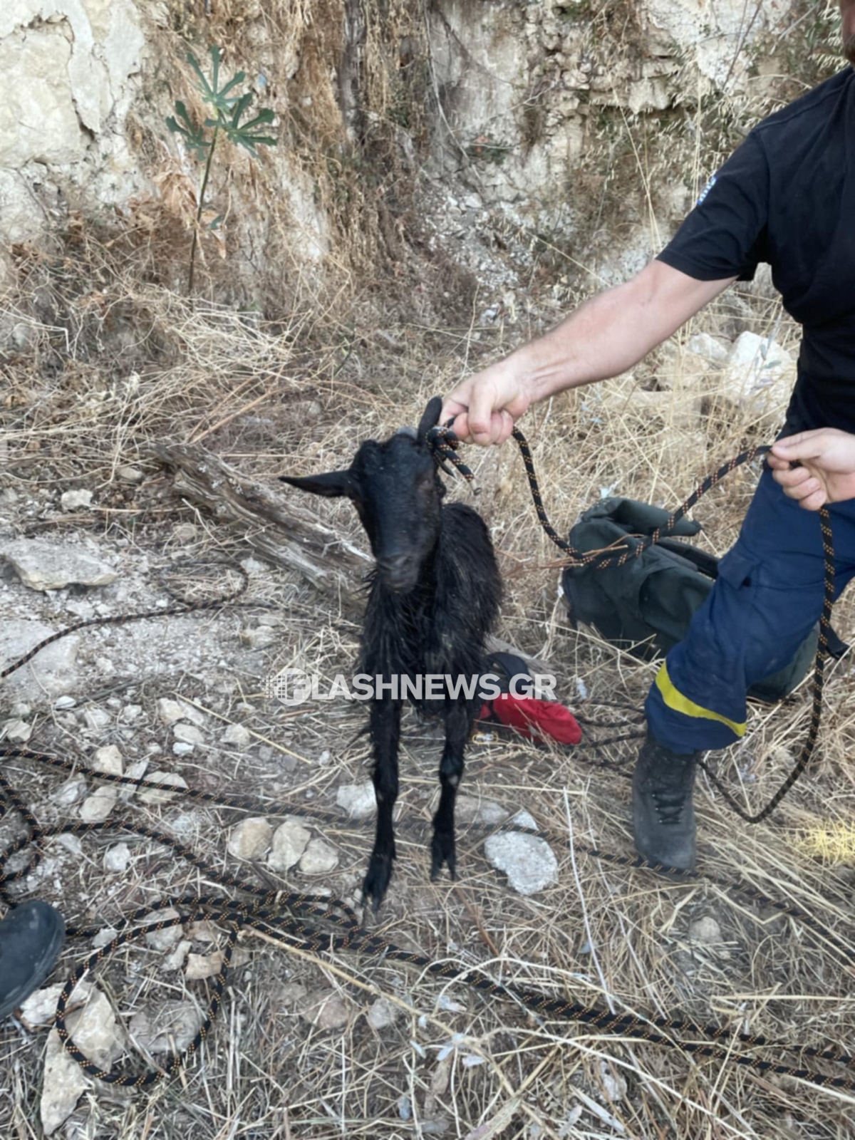Διάσωση κατσικιού